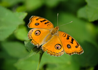 butterfly on flower