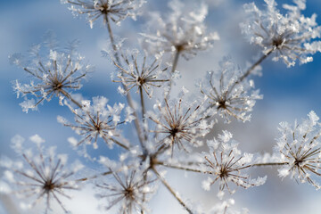 Dolde Kerbel Eis Kristalle Winter Schnee Kälte Frost Hintergrund blau Sauerland Grafik Anthriscus...