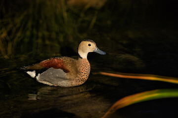 Male ringed teal wild duck swims on the pond