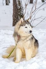 Husky and the Samoyed. Dog sledding Competitions