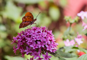 butterfly on flower