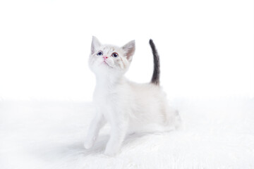 small color-point kitten on a white fur rug looks up