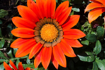 Macrofotografia de margarita color naranja
