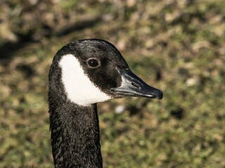 SOLO GOOSE