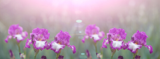 Banner beautiful pink iris flowers