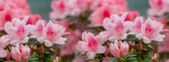 Banner beautiful pink azalea.