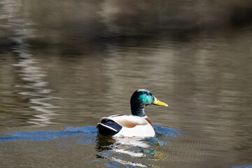 Obraz premium duck on the water