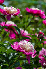 Beautiful pink peonies in the garden.