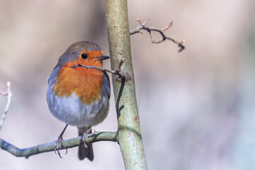 robin on a tree