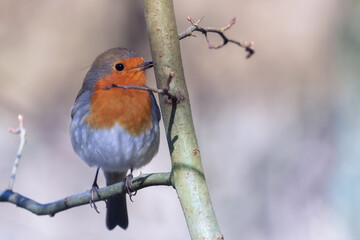 robin on a tree