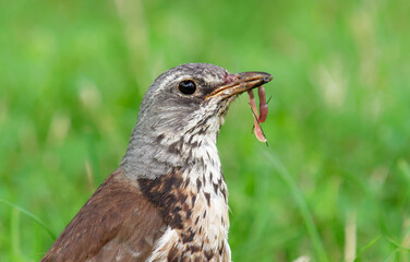 fieldfare (Turdus pilaris) with earthworm in the beak
