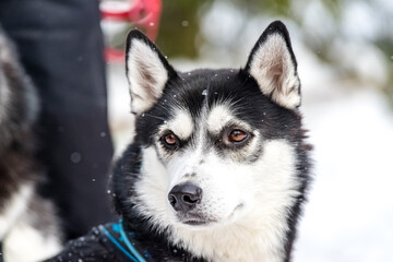 Husky and the Samoyed. Dog sledding Competitions