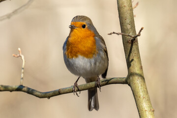 robin on a tree