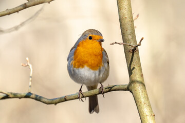 robin on a tree