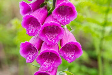 close up of flowers © Adam