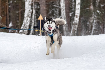 Husky and the Samoyed. Dog sledding Competitions