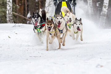 Husky and the Samoyed. Dog sledding Competitions