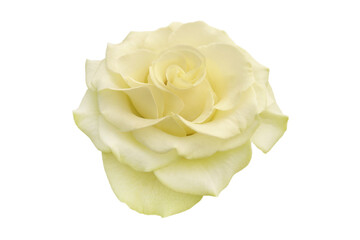 Blooming Pale Yellow Rose 'Wasabi' Isolated on White Background with Clipping Path