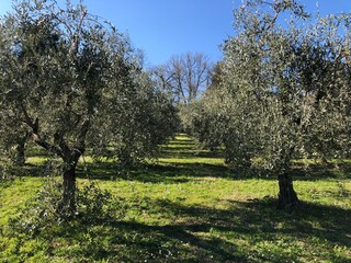 Fototapeta premium campo di ulivi in primavera in Toscana