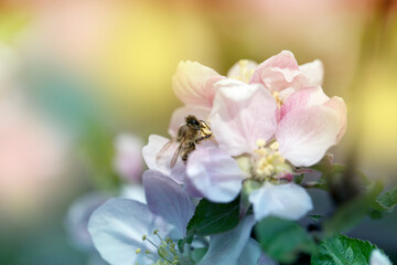 bee on a white flower on a tree.Bee picking pollen from apple flower