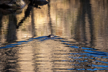 Eurasian otter, lutra lutra, wide view of swimming on a calm river with reflections during winter in Scotland. - 417664980