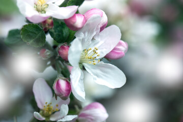Naklejka na ściany i meble background with spring apple blossom. Blossoming branch in springtime Blooming apple tree in spring time.