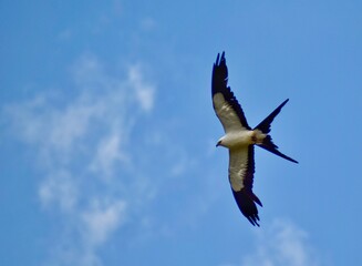 seagull in flight
