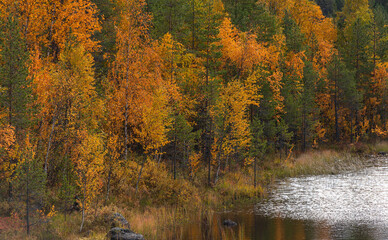 .trees with the colors of autumn in northern sweden