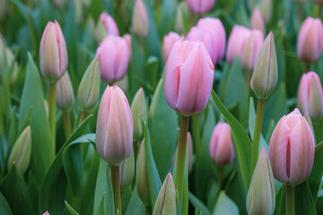 many beautiful pink tulips for the day of spring
