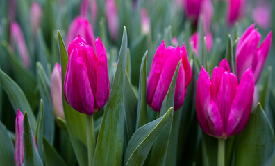 beautiful tulips in spring  