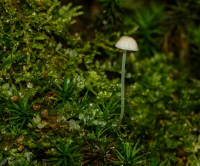small thin translucent creamy white mushroom in moss