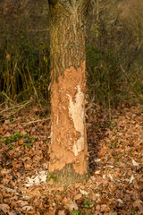 tree trunk eaten by a beaver