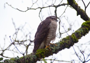 red tailed hawk
