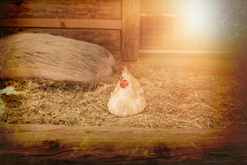 Hen and pig on animal farm High quality photo.