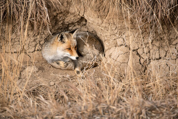 Red Fox resting in den in Colorado, USA