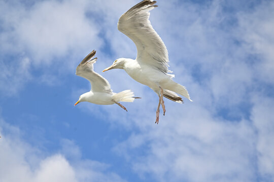 seagulls in flight againts blue sky