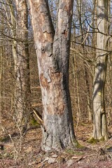 Fototapeta premium Rotting tree trunk in forest