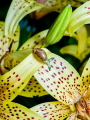 Green-banded broodsac a parasitic worm living in amber snail on yellow tiger lily petal © drserg