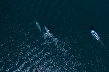 boat chasing  whales at Los Cabos