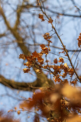 View into the crown of a tree. Branches and dry leaves are visible. In the background is a blue sky. The evening light of the setting sun can be seen.