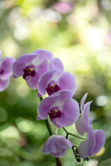 Close up pretty light purple pink phalaenopsis orchid stem on colorful light bokeh background.