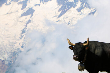 Cow on mountains