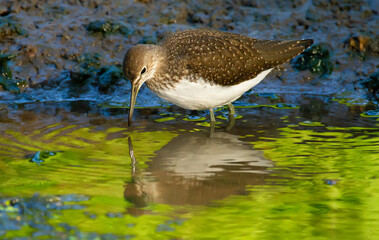 Green sandpiper, Tringa ochropus. In the early morning, the bird walks along the bank of a small river in search of food. Beautiful reflection in green water surface