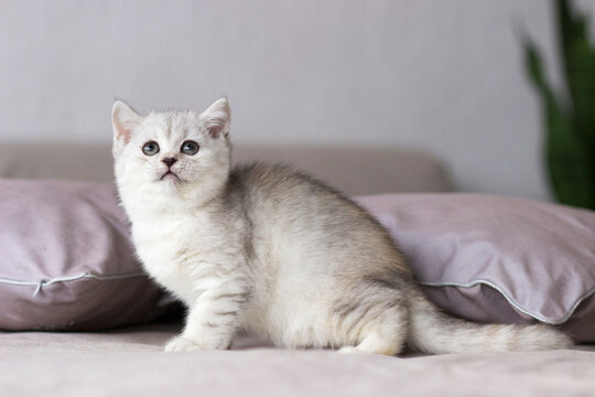 Feline animal pet little british domestic silver tabby cat. Playful cute kitten