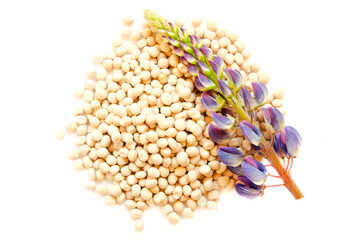 Flower and seeds of lupine on a white background, top view. Lupinus polyphyllus. Lupine...