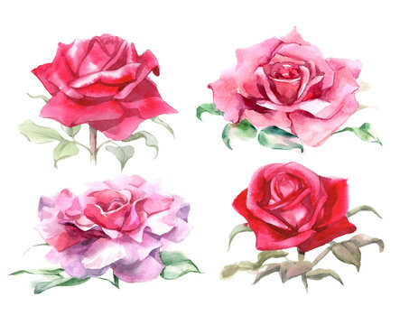Set of pink and red roses. Watercolor Illustration. Isolated