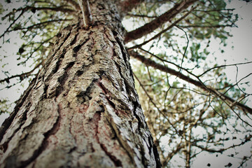 Obraz premium trunk of a tree