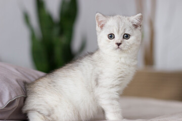 Fototapeta na wymiar Feline animal pet little british domestic silver tabby cat. Playful cute kitten