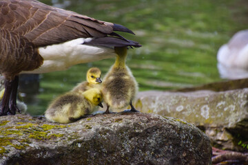 A Canada goose mother shelters her newborn goslings next to a park pond in Germany.