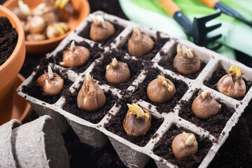 Spring gardening background. Gardening tools and bulbous seedlings planted in peat pots.
